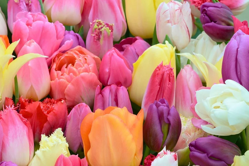 Tulpenmischung 'Tutti Tulpi Romantico' (Garten-Tulpenmischung)