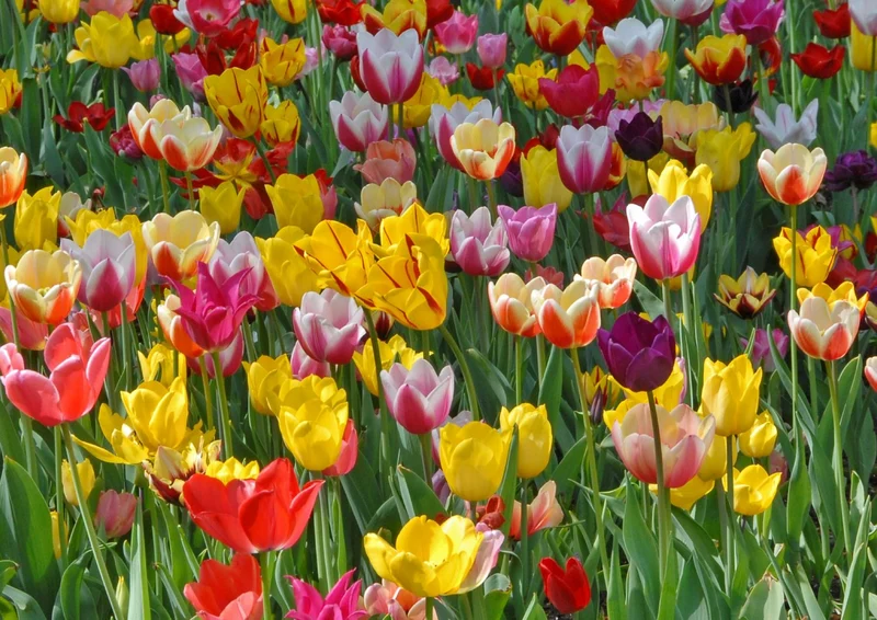 Tulpenmischung 'Tutti Tulpi' (Garten-Tulpenmischung)