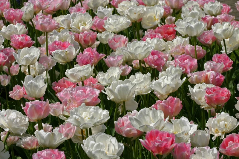 Tulpenmischung 'Rosa Wolke' (Garten-Tulpenmischung)