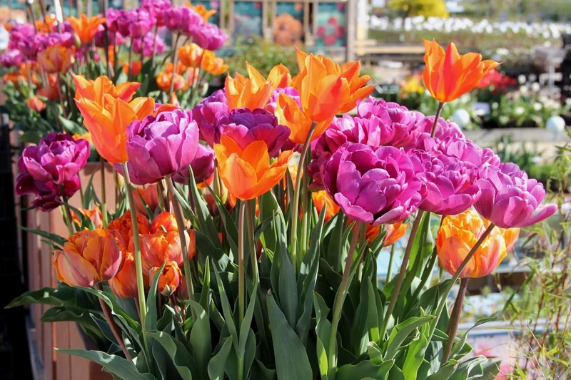 Tulpenmischung 'Hippie Times' (Garten-Tulpenmischung)