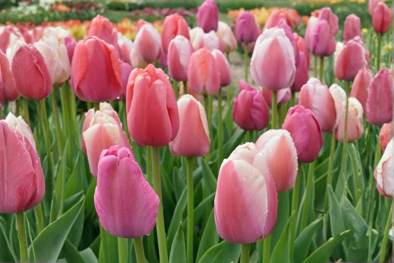 Tulpenmischung 'Candy & Kisses' (Garten-Tulpenmischung)