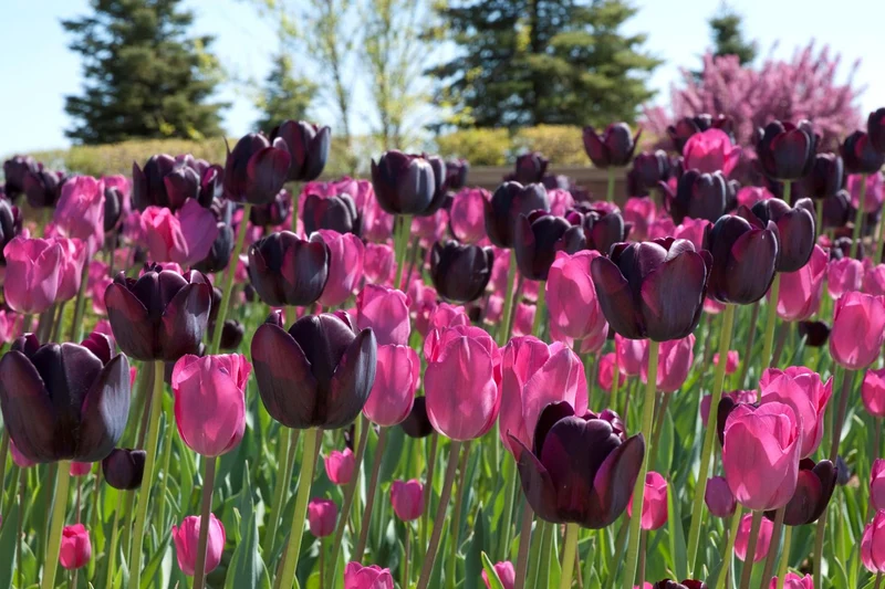 Tulpenmischung 'Extravaganza' (Garten-Tulpenmischung)