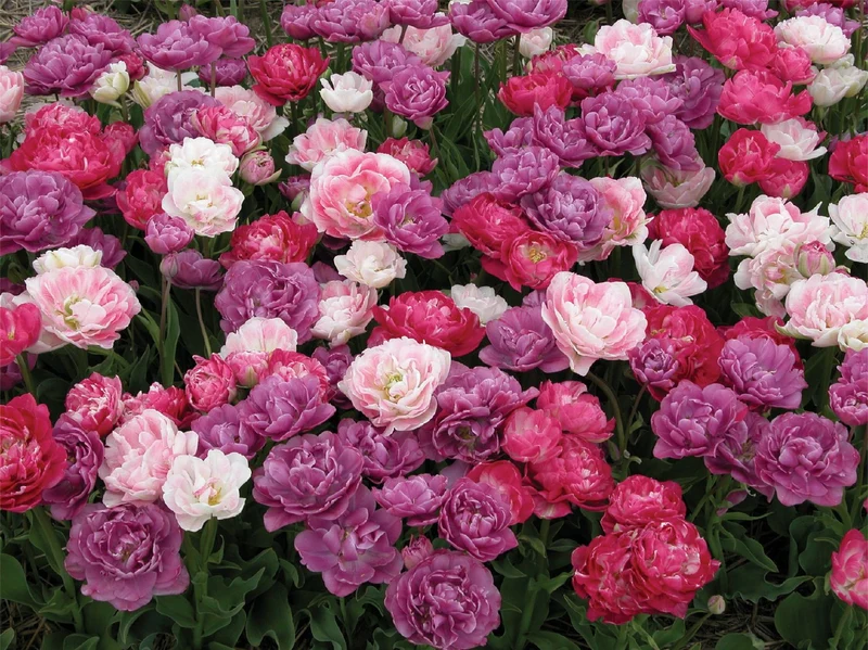Tulpenmischung 'Barocke Träumerei' (Garten-Tulpenmischung)