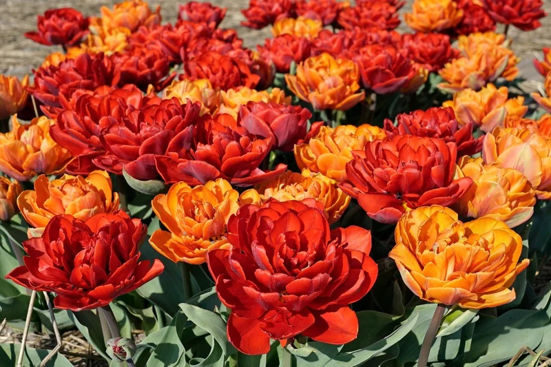Tulpenmischung 'Abendrot' (Garten-Tulpenmischung)