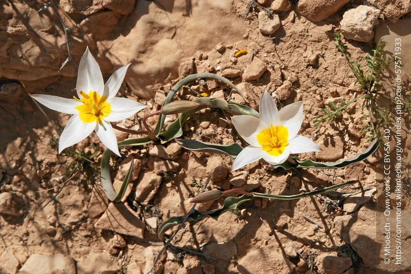 Tulipa polychroma (Mehrfarbige Tulpe)
