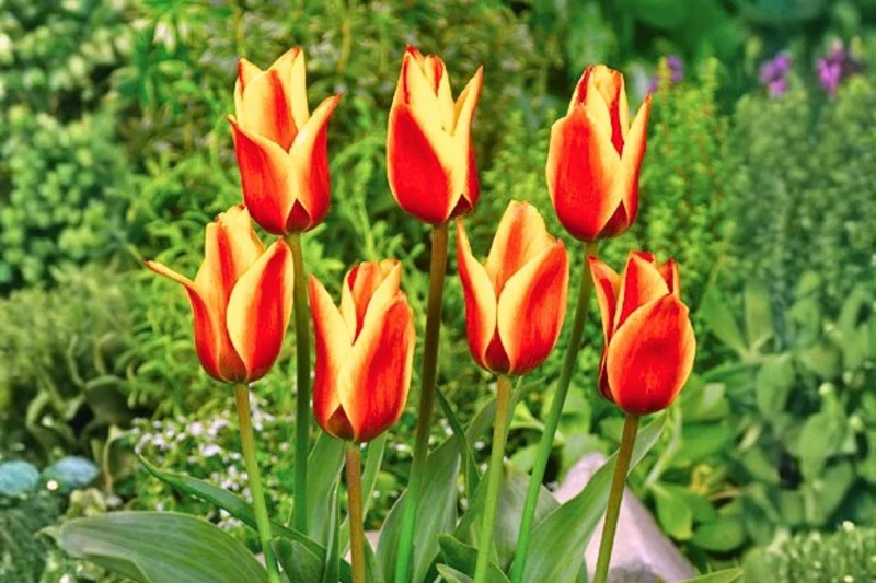 Tulipa greigii 'Cape Cod' (Greig-Tulpe)