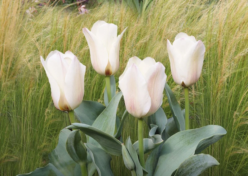 Tulipa greigii 'Albion Star' (Greig-Tulpe)