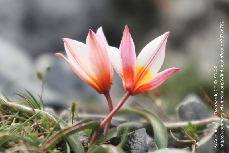 Tulipa cretica 'Hilde' (Kretische Tulpe)
