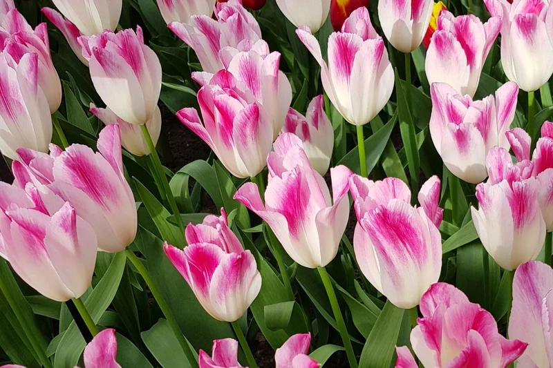 Tulipa 'Whispering Dream' (Triumph-Tulpe)
