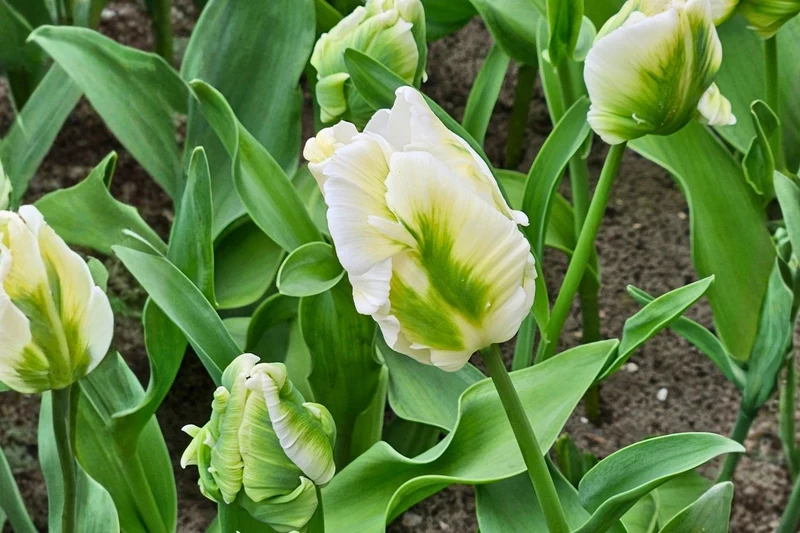 Tulipa 'Super Parrot' (Papageientulpe)