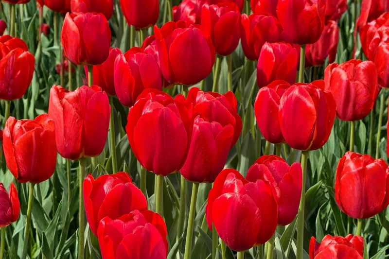 Tulipa 'Seadov' (Triumph-Tulpe)