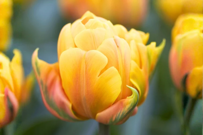 Tulipa 'Freeman' (Gefüllte späte Tulpe)