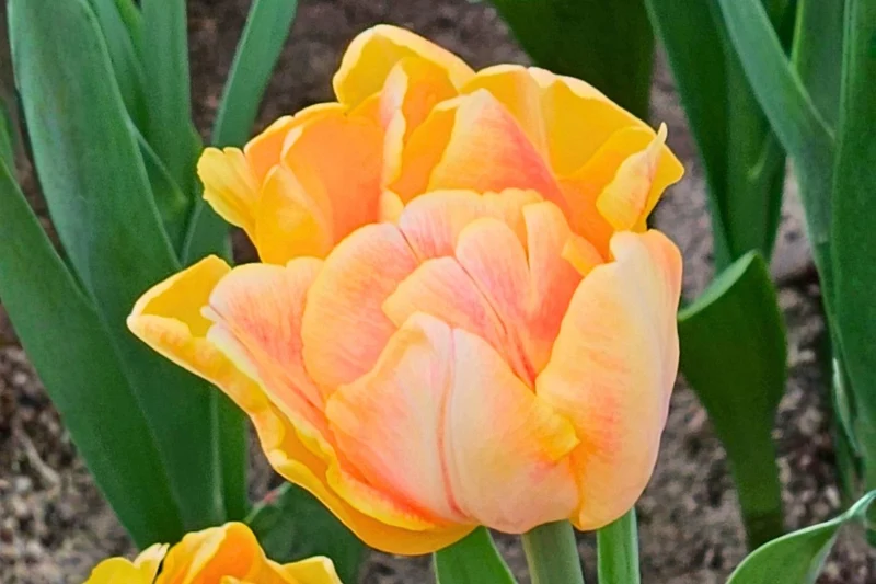 Tulipa 'Foxy Foxtrot' (Pfingstrosen-Tulpe)