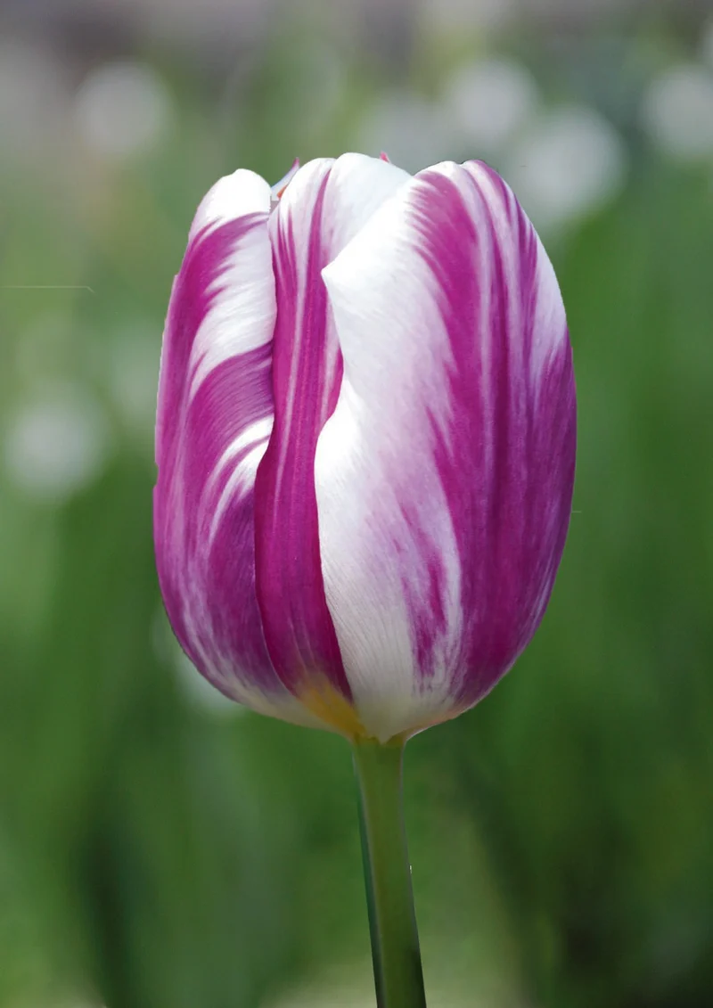 Tulipa 'Flaming Flag' (Triumph-Tulpe)