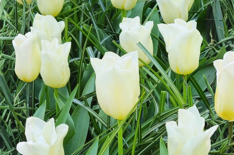 Tulipa 'Agrass White' (Triumph-Tulpe)