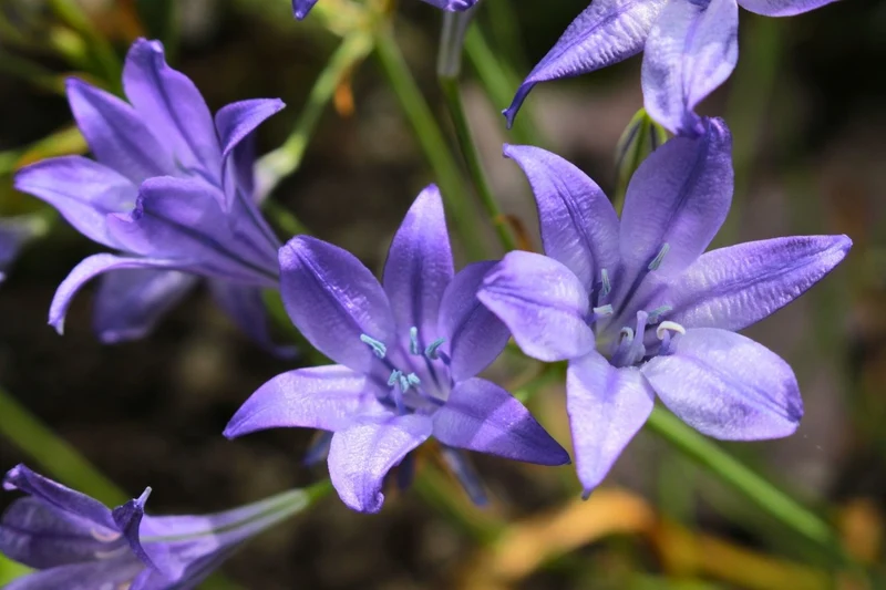 Triteleia 'Königin Fabiola' (Frühlingsstern)