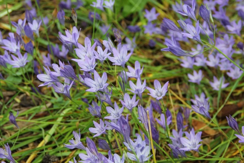 Triteleia 'Königin Fabiola' (Frühlingsstern)