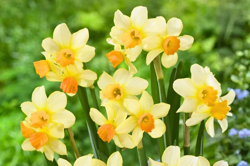 Narcissus cyclamineus 'Spring Sunshine' (Alpenveilchen-Narzisse)