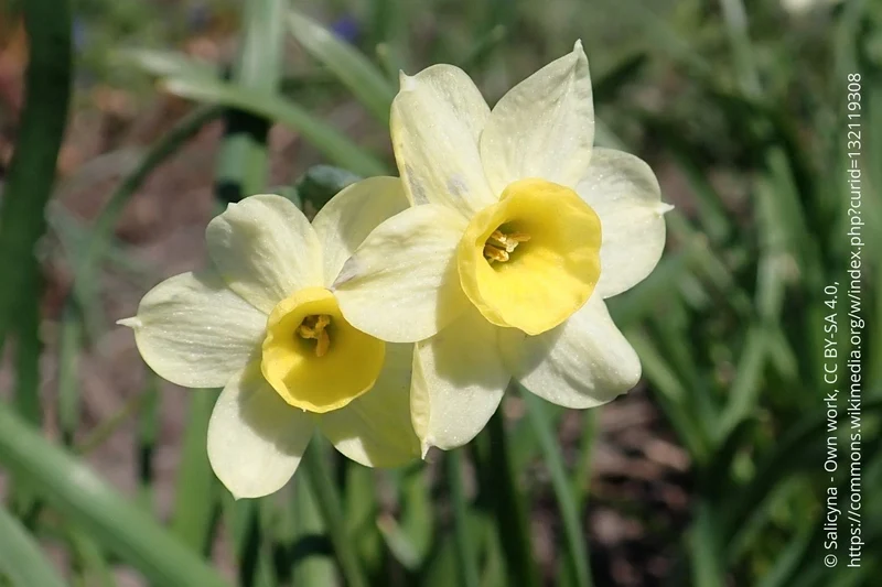 Narcissus 'Minnow' (Tazetta-Duft-Narzisse)