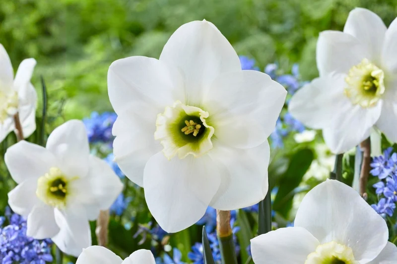 Narcissus 'Emerald Green' (Großkronige Narzisse)