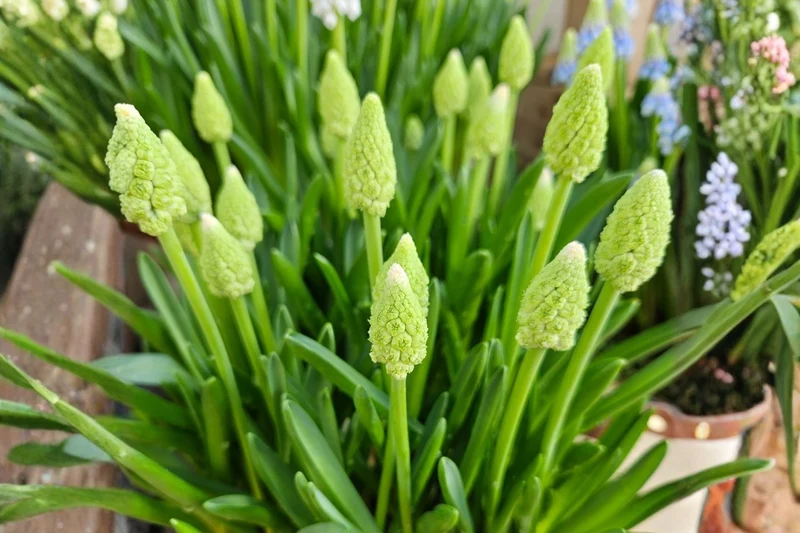 Muscari 'Lady Madonna' (Traubenhyazinthe)