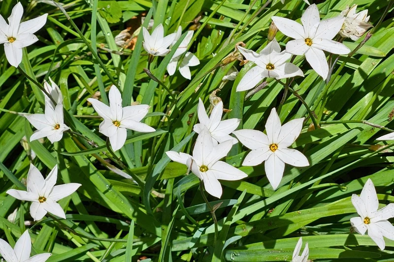 Ipheion uniflorum 'White Star' (Frühlingsstern I Andenknoblauch)