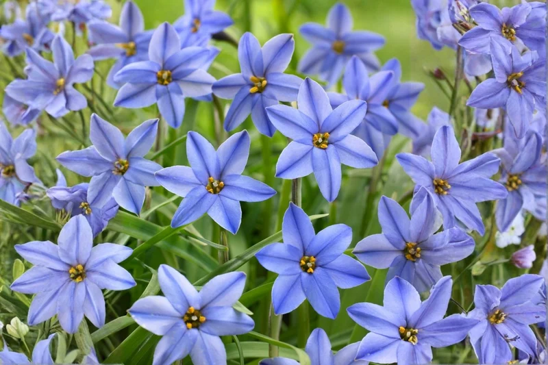 Ipheion uniflorum 'Jessie' (Frühlingsstern I Andenknoblauch)