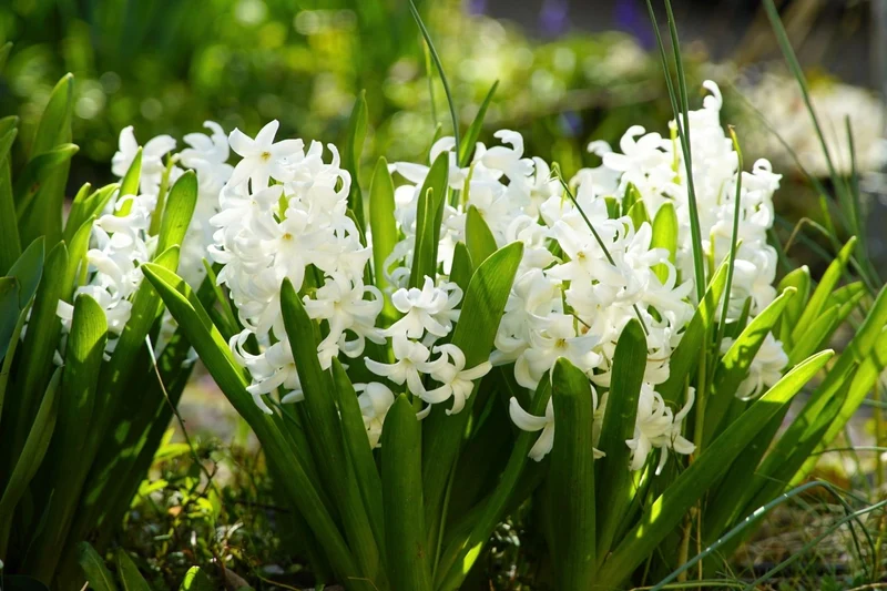 Hyacinthus multiflora Weiß (Hyazinthe)