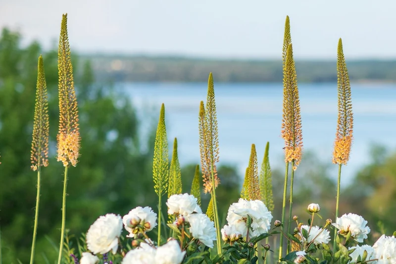 Eremurus Ruiter-Hybride 'Cleopatra' (Steppenkerze)