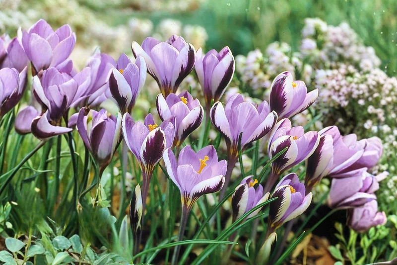 Crocus minimus (Kleinster Krokus)