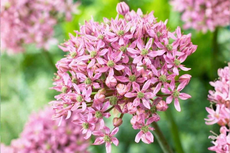 Allium nigrum 'Pink Jewel' (Zierlauch)