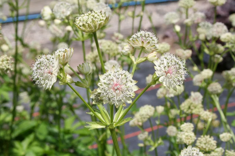 Astrantia major (Sterndolde)