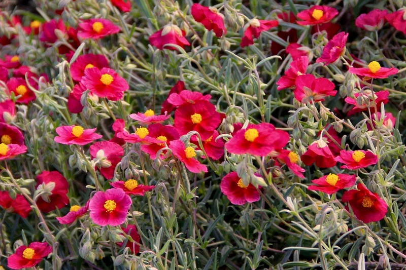 Helianthemum 'Supreme' (Sonnenröschen)
