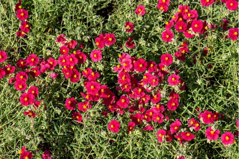 Helianthemum 'Supreme' (Sonnenröschen)