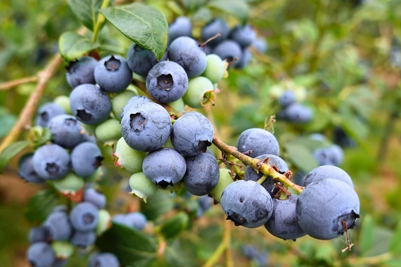 Vaccinium corymbosum 'Hortblue Petite' (Kulturheidelbeere 'Hortblue Petite')