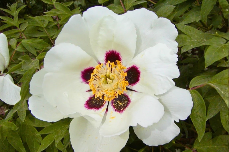 Paeonia rockii 'Tian Shan Xue Lian' (Strauchpfingstrose 'Schneelotus vom Tianshan')