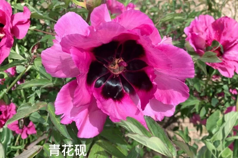 Paeonia rockii 'Qing Hua Yan' (Strauchpfingstrose 'Blauer Tintenstein')