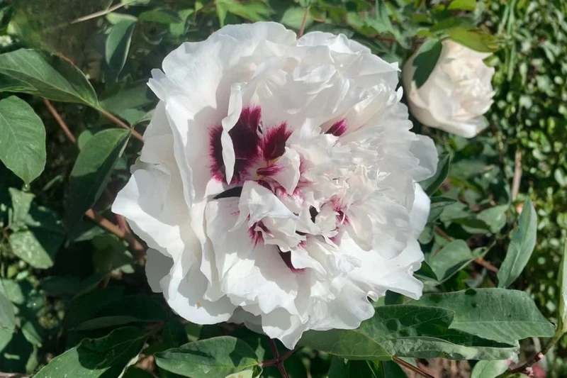 Paeonia rockii 'Pan Deng' (Strauchpfingstrose 'Die Aufstrebende')