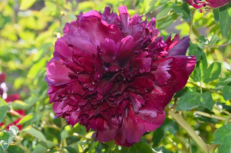 Paeonia rockii 'Mo Guan Yu Zhu' (Strauchpfingstrose 'Tintenschwarze Jadeperlen')