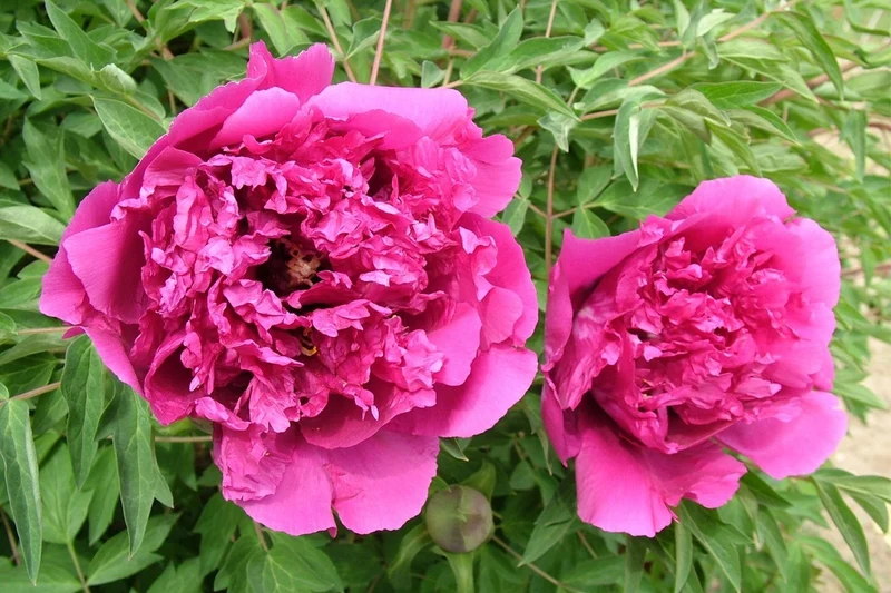 Paeonia rockii 'Mei Gui Sa Jin' (Strauchpfingstrose 'Purpurrose mit Goldsprenkeln')