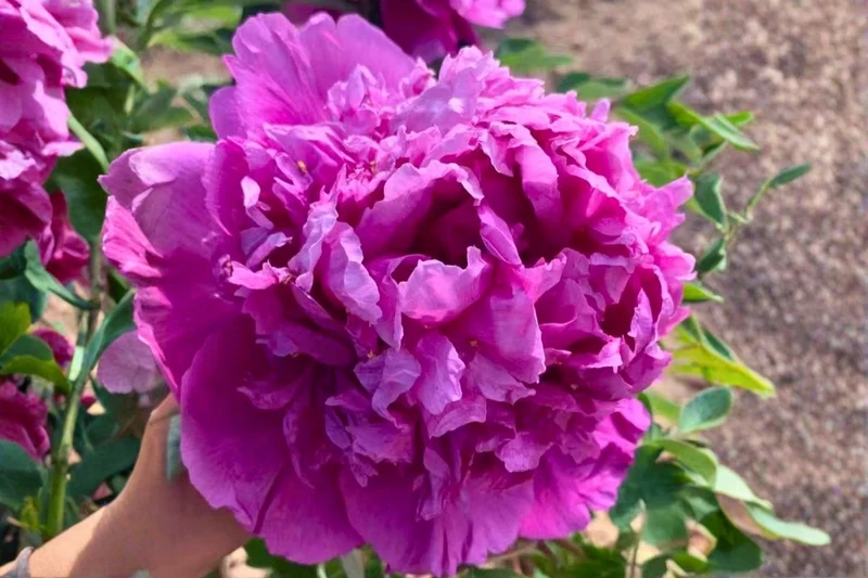 Paeonia rockii 'Lan Zou Chou' (Strauchpfingstrose 'Blaues Seidenrelief')