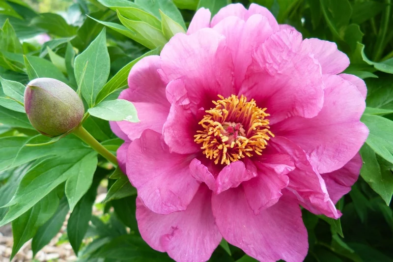 Paeonia Itoh-Hybride 'Sonoma Amethyst' (Intersektionelle Pfingstrose)