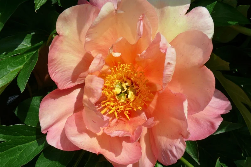 Paeonia Itoh-Hybride 'Singing in the Rain' (Intersektionelle Pfingstrose)