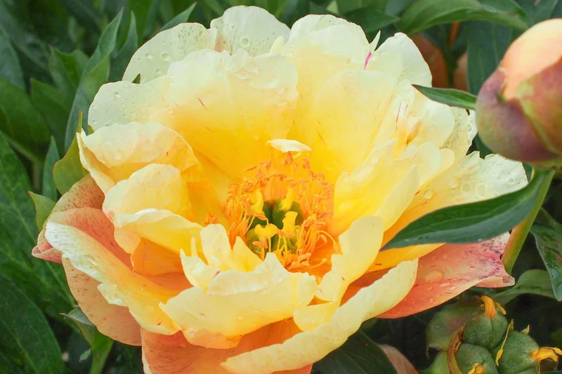 Paeonia Itoh-Hybride 'Singing in the Rain' (Intersektionelle Pfingstrose)
