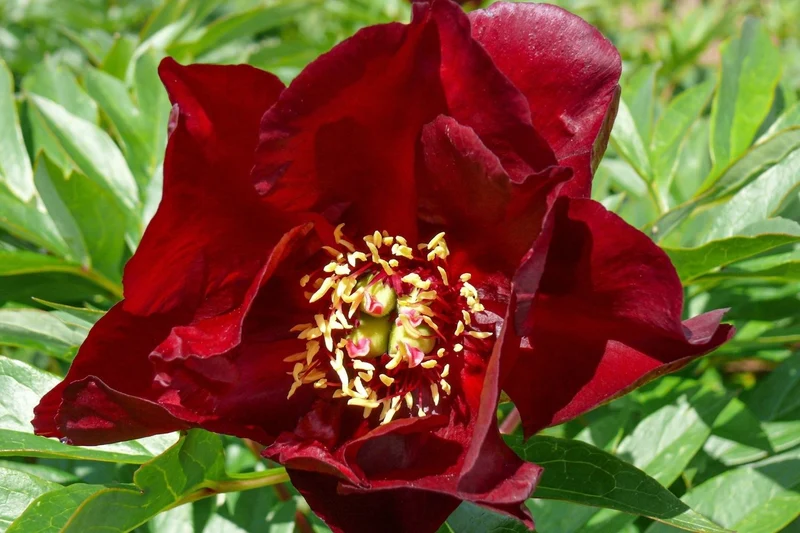 Paeonia Itoh-Hybride 'Simply Red' (Intersektionelle Pfingstrose)