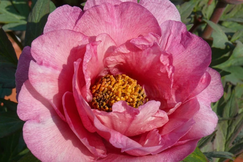 Paeonia Itoh-Hybride 'Pink Fairy' (Intersektionelle Pfingstrose)