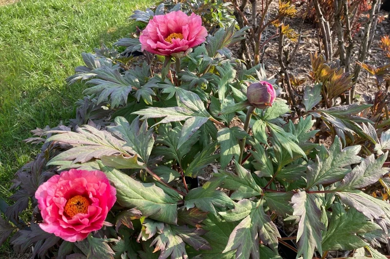 Paeonia Itoh-Hybride 'Pink Fairy' (Intersektionelle Pfingstrose)