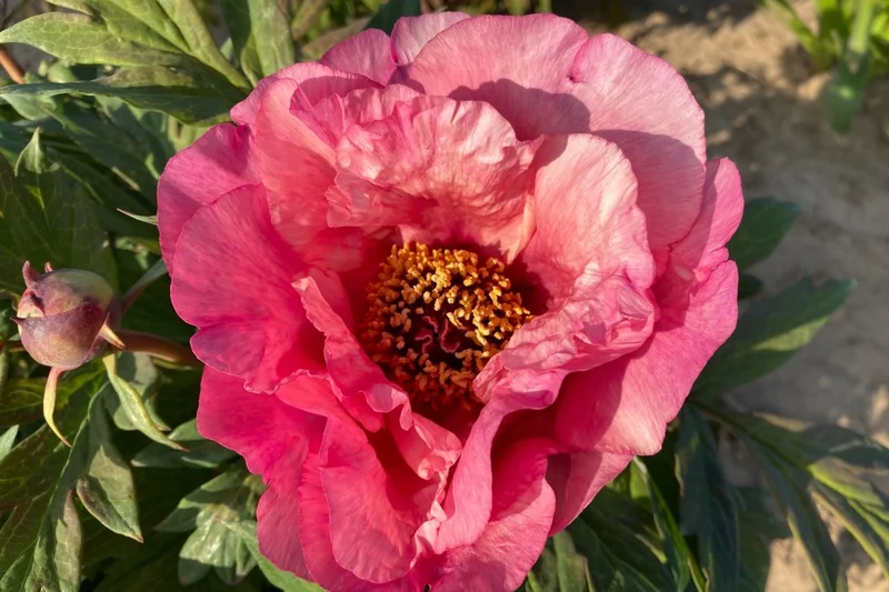 Paeonia Itoh-Hybride 'Pink Fairy' (Intersektionelle Pfingstrose)