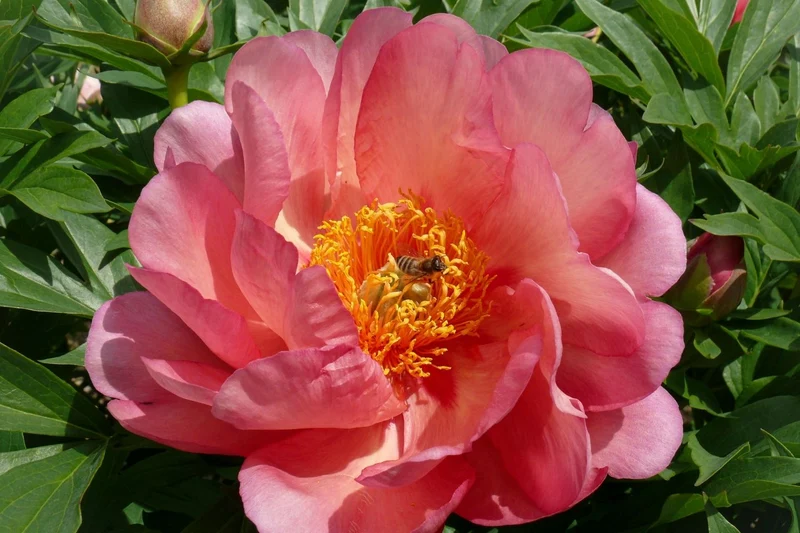 Paeonia Itoh-Hybride 'Magical Mystery Tour' (Intersektionelle Pfingstrose)