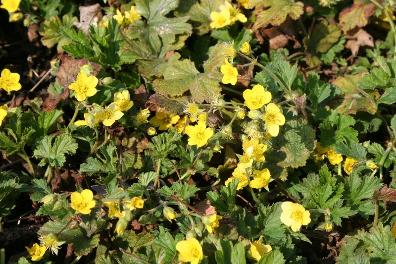 Waldsteinia geoides (Nelkenwurz-ähnliche Waldsteinie)